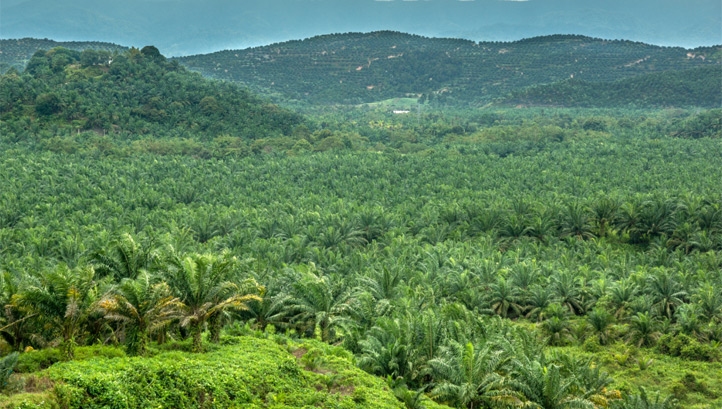The global palm oil industry generates more than $50bn annually, but traditional plantations have driven widespread destruction of tropical rainforests
